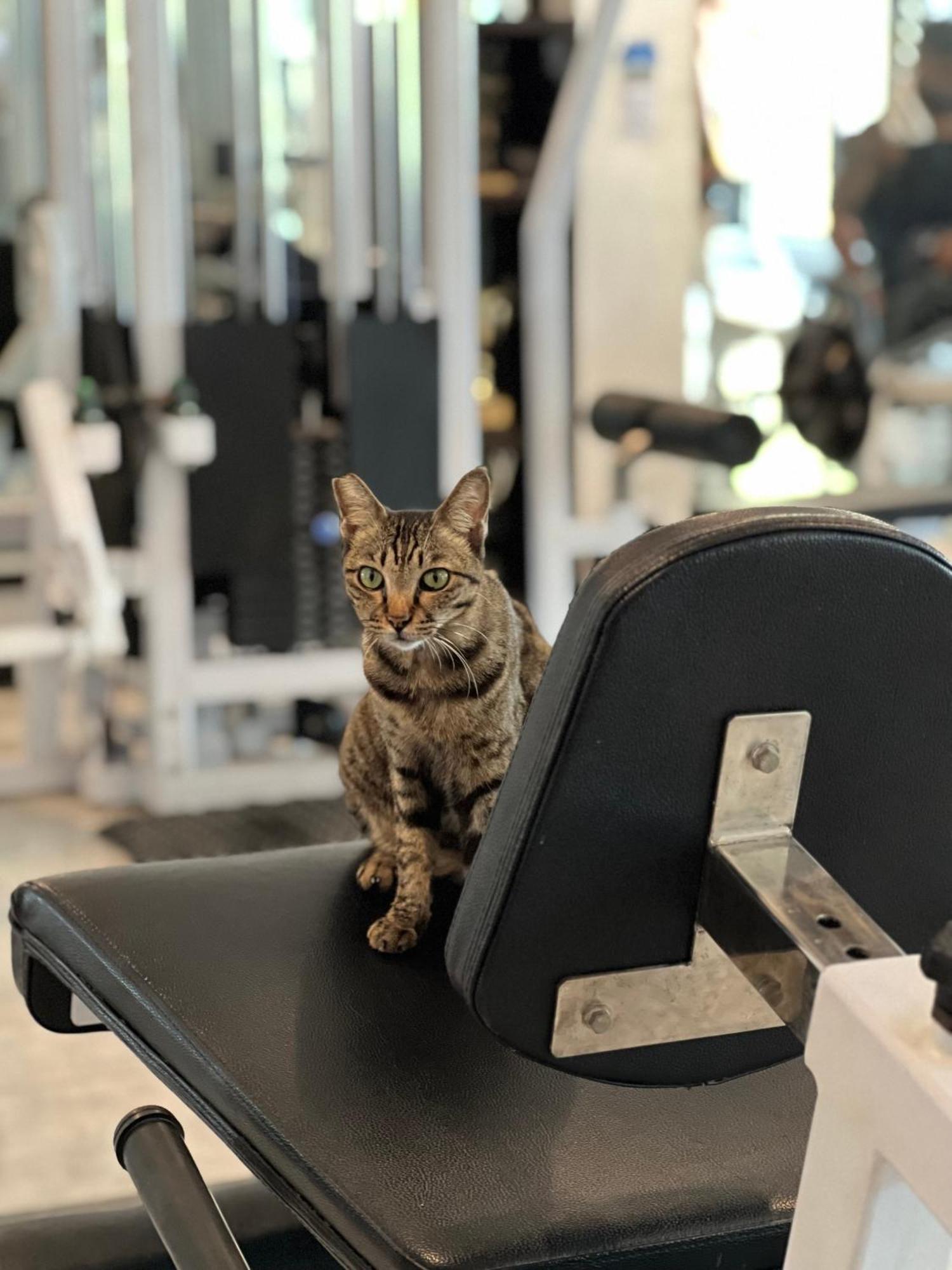 Tropica Gili Total Body Fit - Free Access Gym And Coworking Space Quần đảo Gili Ngoại thất bức ảnh